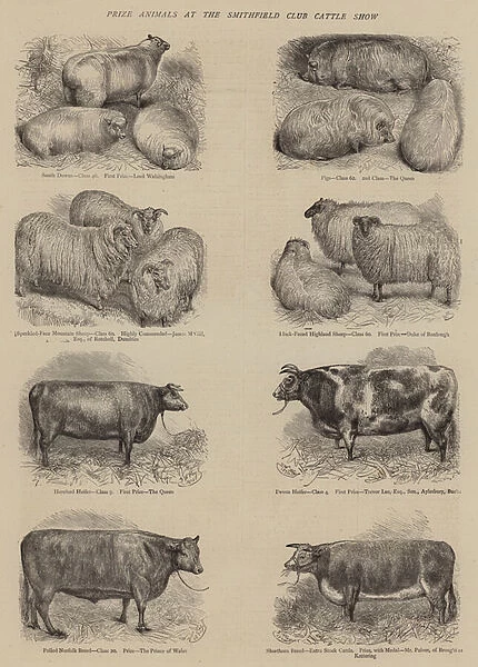 Prize Animals at the Smithfield Club Cattle Show (engraving)