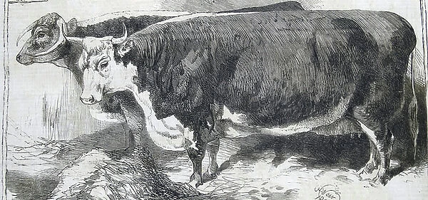 Prize animals of the Smithfield Club Cattle Show, 1860 (engraving)