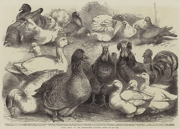 Prize Birds at the Birmingham Poultry Show (engraving)