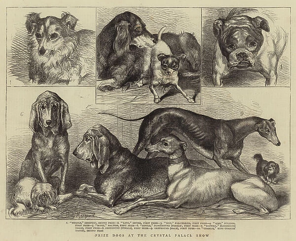Prize Dogs at the Crystal Palace Show (engraving)