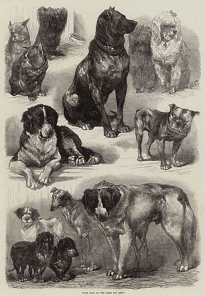 Prize Dogs at the Paris Dog Show (engraving)