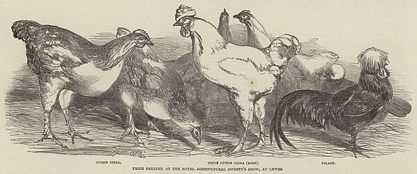 Prize Poultry at the Royal Agricultural Societys Show, at Lewes (engraving)