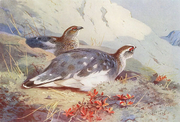 Ptarmigan (male and female, autumn) (colour litho)