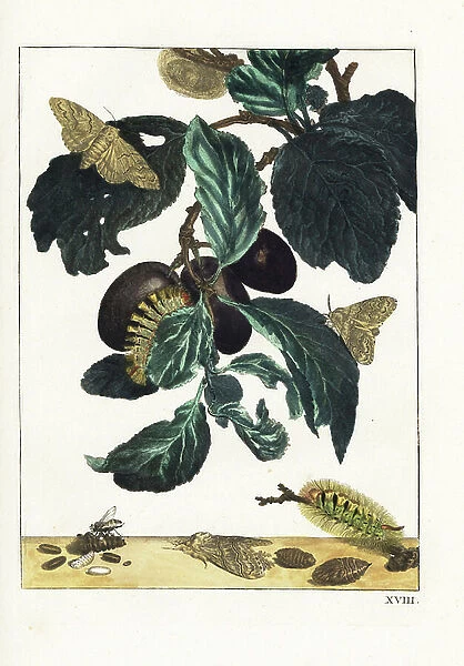 Pudibonde on a branch of plum - Yellow or pale tussock moth, Calliteara pudibunda, on a plum branch, Prunus domestica. Handcoloured copperplate engraving drawn