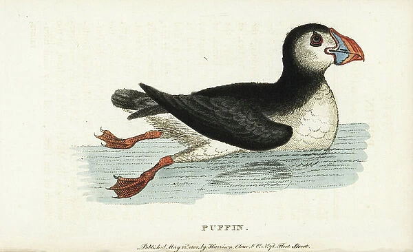 Puffin, Fratercula arctica. (Puffin of the Isle of Wight) Illustration copied from George Edwards. Handcoloured copperplate engraving from ' The Naturalist's Pocket Magazine, ' Harrison, London, 1800