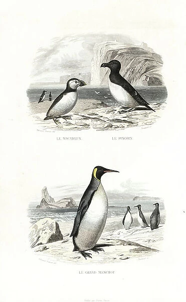 Puffin, Fratercula arctica, razorbill, Alca torda, and king penguin, Aptenodytes patagonicus. Handcoloured engraving on steel by Pardinel after a drawing by Edouard Travies from Richard's ' New Edition of the Complete Works of Buffon, ' Pourrat