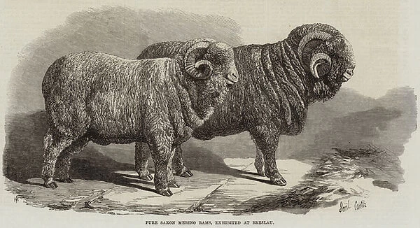 Pure Saxon Merino Rams, exhibited at Breslau (engraving)