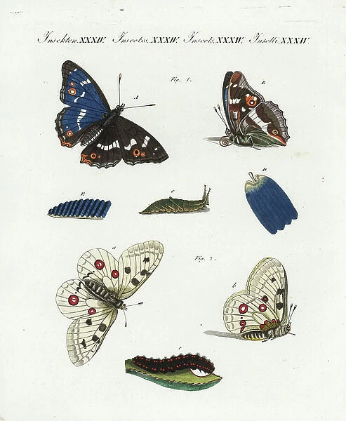 Purple emperor (grand mars changeant), Apatura iris 1, with wing scale D and wing E, and mountain apollo (apollo), Parnassius apollo 2, butterfly and caterpillar