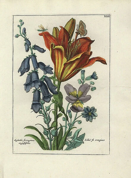 Purple and orange lilies - Lithography attributed to Paul Theodor van Brussel (1754-1795), author of the cover bouquet, or A.Bres. influenced by Nicolas Robert (1614-1685), published in 'Nederlandsch Bloemwerk' (Dutch Floral Compositions)