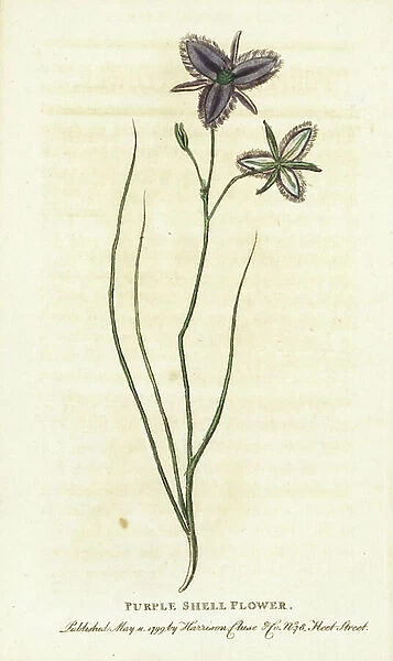 Purple shell flower of New South Wales, Australia. Perhaps a fanciful flower manufactured by an artificial florist? Handcoloured copperplate engraving from ' The Naturalist's Pocket Magazine, ' Harrison, London, 1799