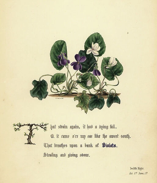Purple (Twelfth Night). Handcoioured botanical illustration drawn and lithographed by Jane Elizabeth Giraud from The Flowers of Shakespeare, Day and Haghe, London, 1845