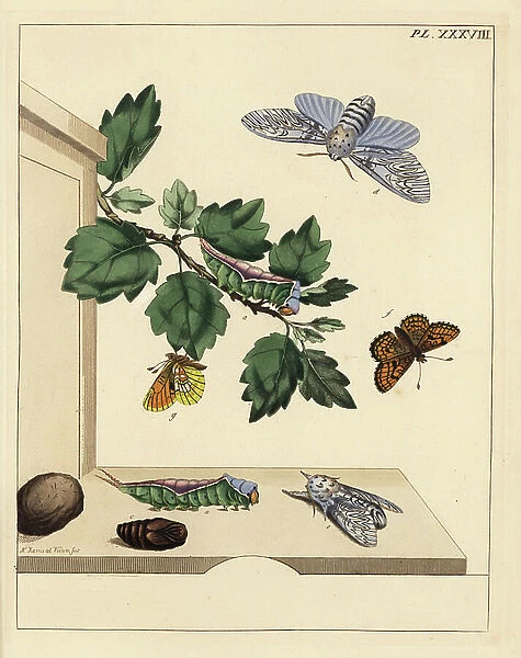 Puss moth, Cerula vinula, and heath or pearl-bordered likeness fritillary butterfly, Melitaea athalia. Handcoloured lithograph after an illustration by Moses Harris from 'The Aurelian; a Natural History of English Moths