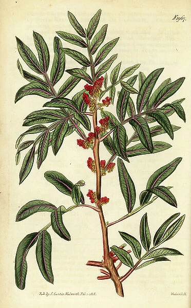 Putty or lentisk, Pistacia lentiscus. Handcoloured copperplate engraving by Weddell from Samuel Curtis Botanical Magazine, London, 1818