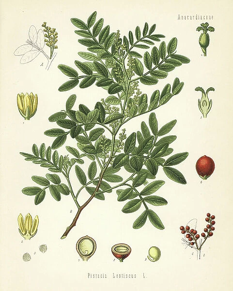 Putty, Pistacia lentiscus. Chromolithograph after a botanical illustration from Hermann Adolph Koehler's Medicinal Plants, edited by Gustav Pabst, Koehler, Germany, 1887