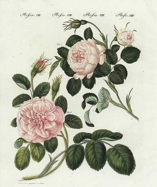 Queen rose, Rosa regina rubicans, and moss rose, Rosa muscosa major. Handcoloured copperplate engraving from an illustration drawn from nature by Stark from Friedrich Johann Bertuch's Bilderbuch fur Kinder (Picture Book for Children), Weimar, 1802