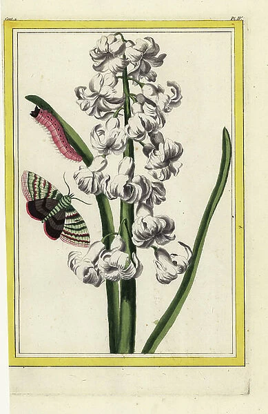 The Queen of Women Hyacinth. Hyacinth hybrid, Hyacinthus orientalis. Handcoloured etching from Pierre Joseph Buchoz Precious and illuminated collection of the most beautiful and curious flowers