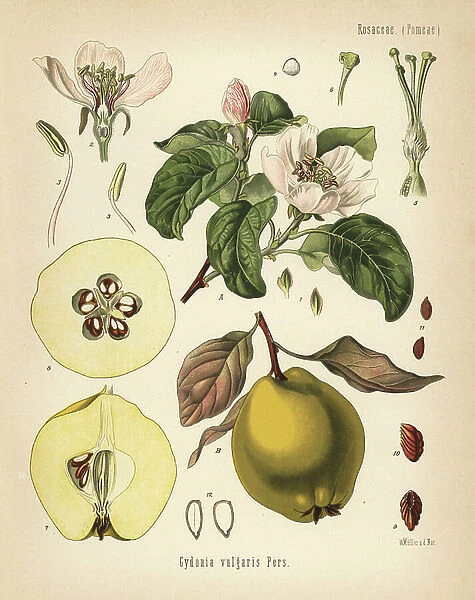 Quince, Cydonia oblonga (Cydonia vulgaris). Chromolithograph after a botanical illustration by Walther Muller from Hermann Adolph Koehler's Medicinal Plants, edited by Gustav Pabst, Koehler, Germany, 1887