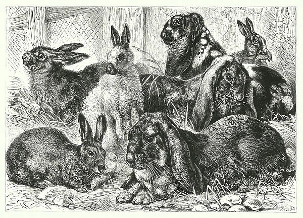 Rabbits (engraving)
