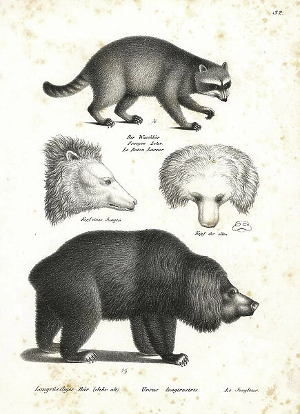 Raccoon, Procyon lotor 1, and sloth bear, Melursus ursinus, 2 vulnerable and head of old and young bear. Lithograph by Karl Joseph Brodtmann from Heinrich Rudolf Schinz's Illustrated Natural History of Men and Animals, 1836