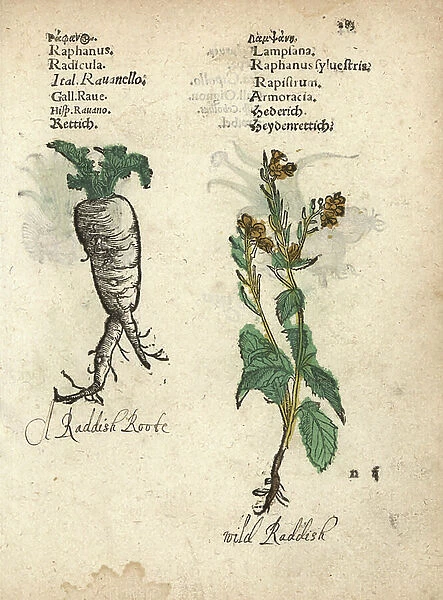 Radish, Raphanus raphanistrum subsp. sativus, and wild radish, Raphanus raphanistrum. Handcoloured woodblock engraving of a botanical illustration from Adam Lonicer's Krauterbuch, or Herbal, Frankfurt, 1557