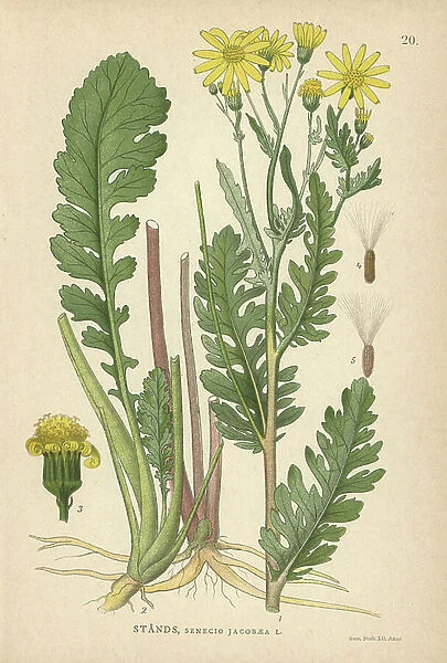 Ragwort, Jacobaea vulgaris
