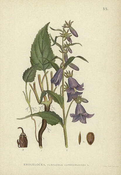 Rampion bellflower, Campanula rapunculoides