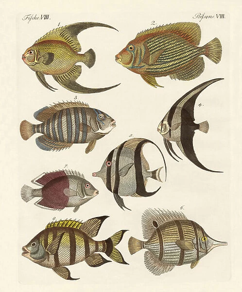Rare Indian fish (coloured engraving)