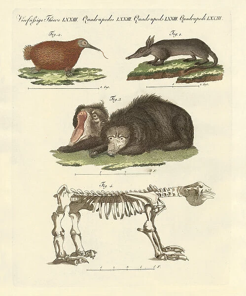 Rare mammals (coloured engraving)
