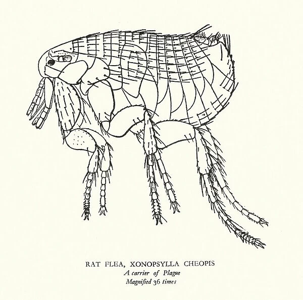Rat flea, carrier of the plague (litho)