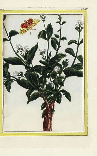 The real Jasmine of Arabia. Arabian jasmine, Jasminum sambac. Handcoloured etching from Pierre Joseph Buchoz Precious and illuminated collection of the most beautiful and curious flowers, grown both in the gardens of China and in those of Europe