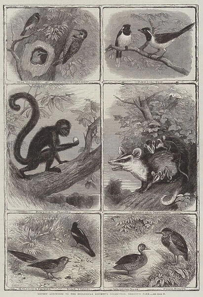 Recent Additions to the Zoological Societys Collection, Regents Park (engraving)