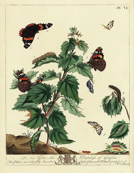Red admiral, Vanessa atalanta, and small magpie moth, Anania hortulata, feeding on mint leaves. Handcoloured lithograph after an illustration by Moses Harris from 'The Aurelian; a Natural History of English Moths