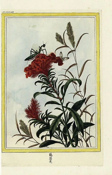 Red Amaranth has Crete. Cockscomb, Celosia cristata, with praying mantis. Handcoloured etching from Pierre Joseph Buchoz Precious and illuminated collection of the most beautiful and curious flowers