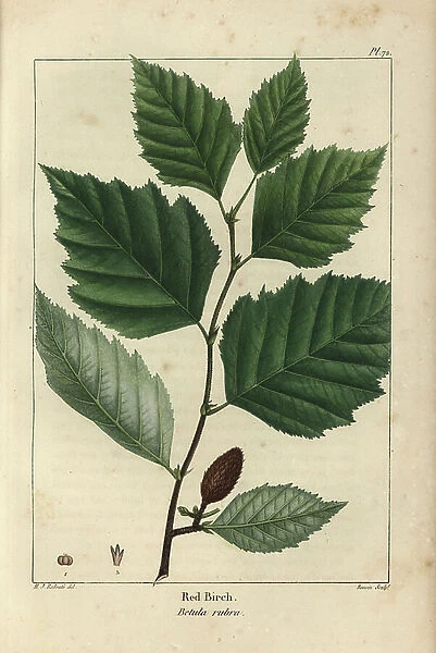 Red birch, Betula rubra