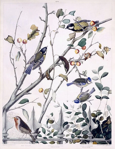 Red Breast (Robin), Great Titmouse (Male and Female) and Blue Titmouse (Male and Female), c. 1841 (hand-coloured engraving)