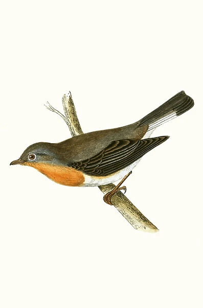 Red Breasted Flycatcher, illustration from A History of the Birds of Europe Not Observed in the British Isles by Charles Robert Bree (1811-86), published 1867 (colour litho)