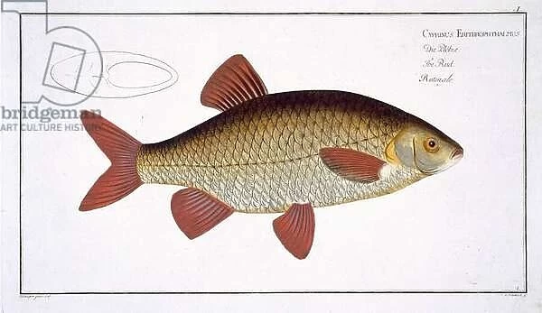 Red Carp (Cyprinus Erithrophthalmus) plate I from Ichthyologie