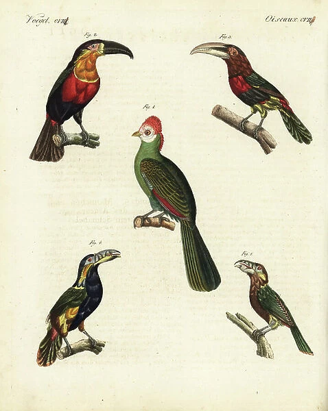 Red-crested turaco, Tauraco erythrolophus 1, green-billed toucan, Ramphastos dicolorus 2, ivory-billed aracari, Pteroglossus azara 3 and spot-billed toucanet, Selenidera maculirostris, male 4 and female 5
