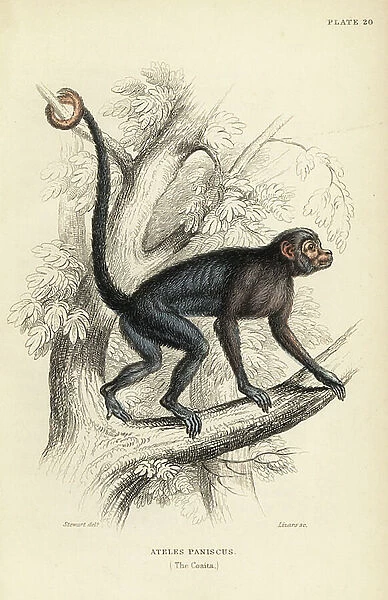 Red-faced spider monkey, Ateles paniscus (Coaita). Vulnerable. Handcoloured steel engraving by W.H. Lizars after an illustration by James Stewart from Sir William Jardine's Naturalist's Library: Monkeys, Edinburgh, 1844