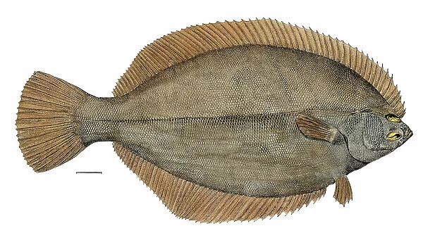 Red flounder (Pseudopleuronectes americanus) fred by the US Fish Commission. First 19th century. Colour engraving after a 19th century illustration