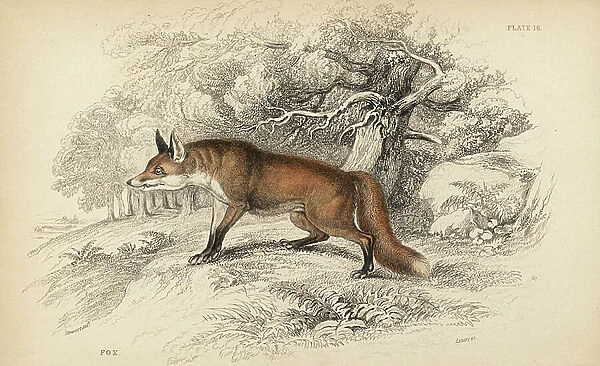 Red fox, Vulpes vulgaris. Handcoloured steel engraving by Lizars after an illustration by James Stewart from William Jardine's Naturalist's Library, Edinburgh, 1836
