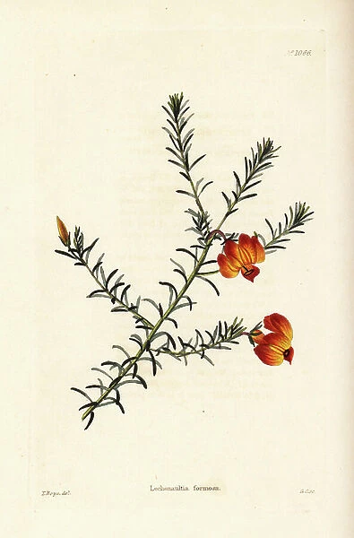 Red leschenaultia, Lechenaultia formosa (Lachenaultia formosa). Handcoloured copperplate engraving by George Cooke after Thomas Shotter Boys from Conrad Loddiges Botanical Cabinet, Hackney, 1825