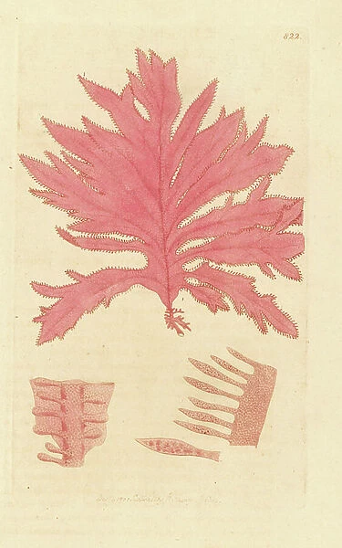 Red oak-leaved fucus, Phycodrys rubens (Fucus sinuosus). Handcoloured copperplate engraving after a drawing by James Sowerby for James Smith's English Botany, 1800