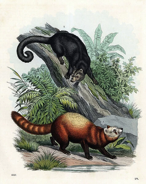Red panda - small panda, red panda, fuliginous panda or eclatant panda - Ailurus fulgens (vulnerable) 1 and Palawan bearcat - binturong - Arctictis binturong (vulnerable) 2
