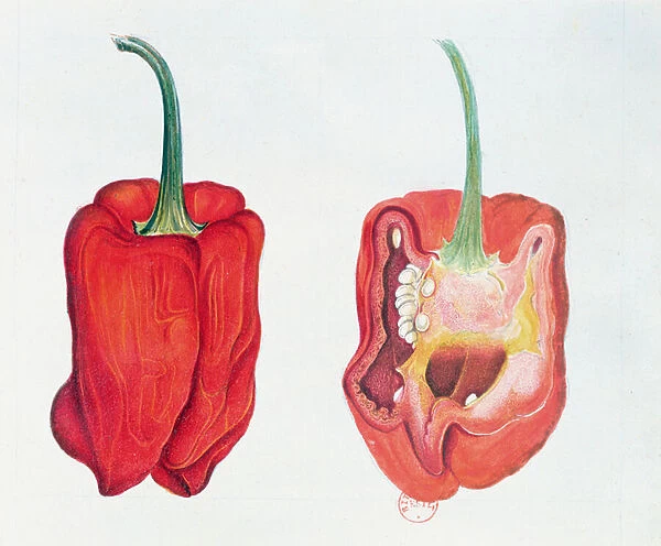 Red Pepper, botanical plate (w  /  c on paper)