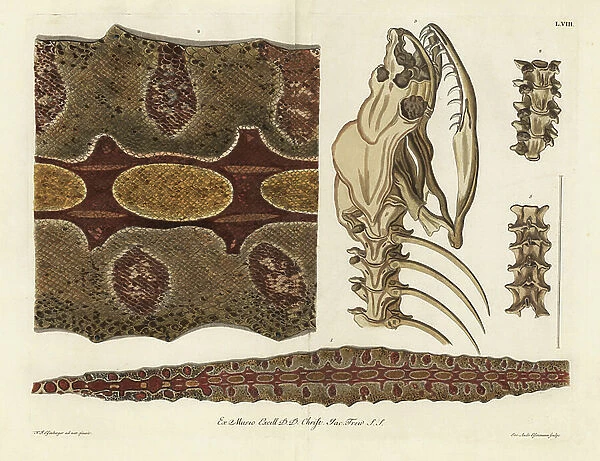 Red-tailed boa skin, skeleton and spine, Boa constrictor. (The skin of a Ceilan Snake, a piece in large, the skeleton, outer spine, inner spine.) Handcoloured copperplate engraving by Jakob-Andreas Eisemann after an illustration after nature by