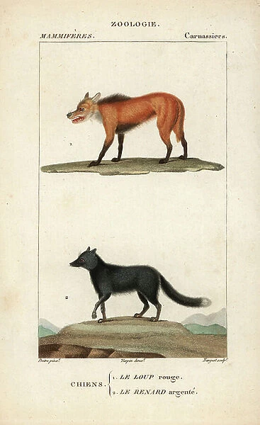 Red wolf and red fox - Lithography, illustration by Jean Gabriel Pretre (1780-1885) edited by Pierre Jean Francois Turpin (1775-1840), extracted from the 'Dictionary of Natural Sciences' by Frederic Cuvier, Paris, France, 1816 - Red wolf