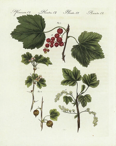 Redcurrant - gooseiller a bunches - Ribes rubrum, and gooseberry - gooseiller a mackerel - Ribes grossularia. Handcoloured copperplate engraving by Goetz from Bertuch's ' Bilderbuch fur Kinder' (Picture Book for Children), Weimar, 1805