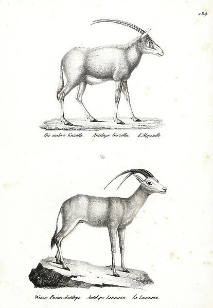 Rhim gazelle, Gazella leptoceros (endangered), and Arabian oryx, Oryx leucoryx (vulnerable). Lithograph by Karl Joseph Brodtmann from Heinrich Rudolf Schinz's Illustrated Natural History of Men and Animals, 1836
