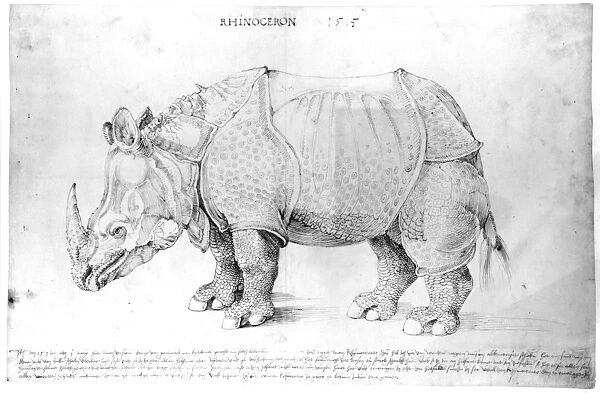 Rhinoceros, 1515 (pen & ink on paper)